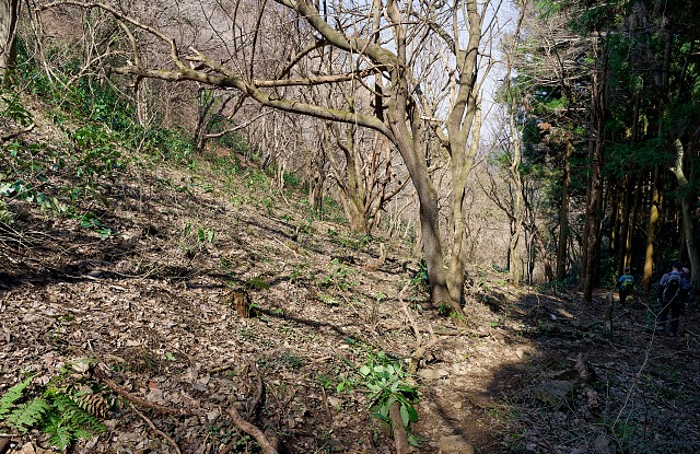 入沢のニリンソウ群生地・・まだ蕾もない
