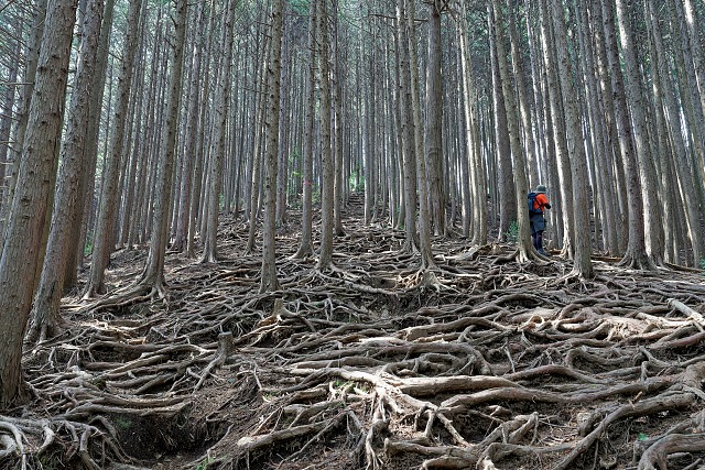北東尾根の登山道を下る