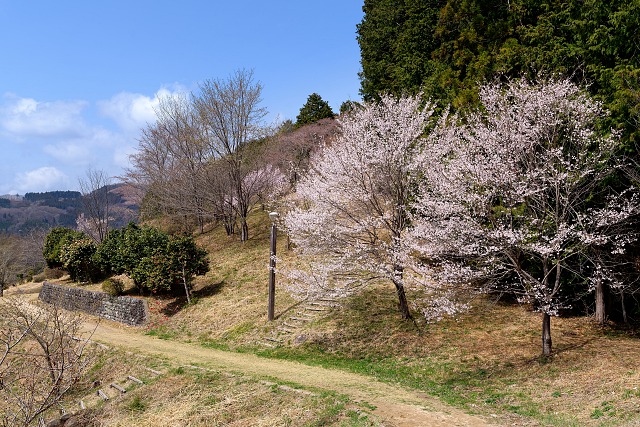 咲き始めたサクラ@中間平緑地公園