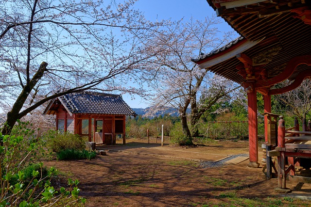 桂木観音の境内・・桜は少し早い