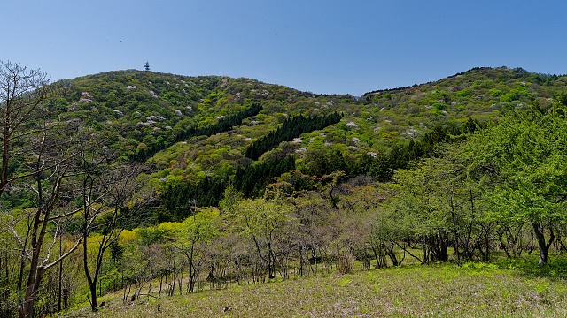 県民の森展示林から眺める丸山の山肌
