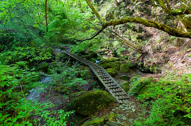 沢に架かる木橋