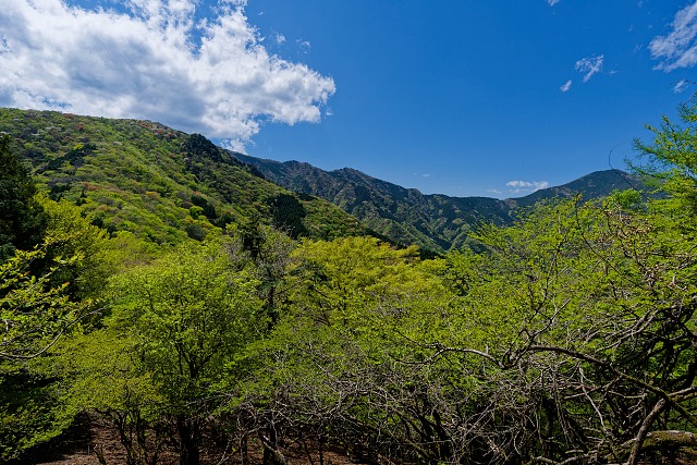 妻坂峠付近より見上げる武甲山と小持山