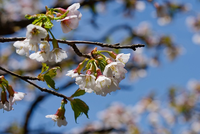 石鎚桜＠弥山
