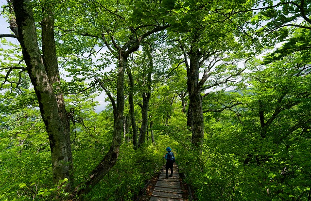 元谷へ下る登山道・・・ブナの新緑が素晴らしい
