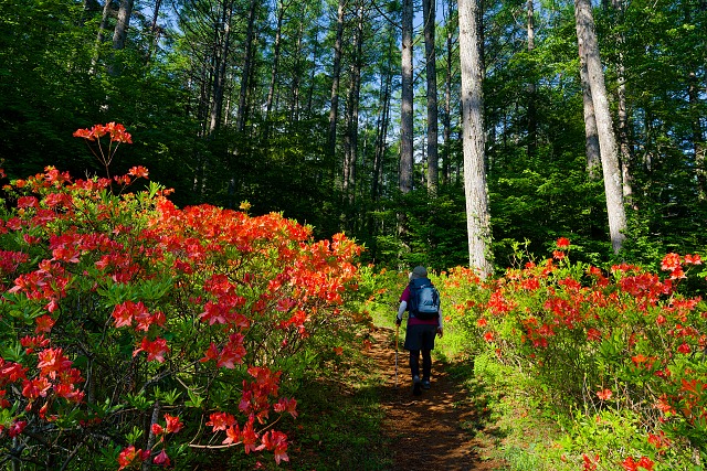 レンゲツツジの登山道を通り守屋山へ向かう