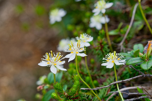 ミツバオウレンは花盛り