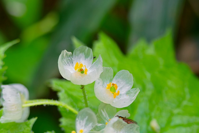 サンカヨウの透き通った花弁