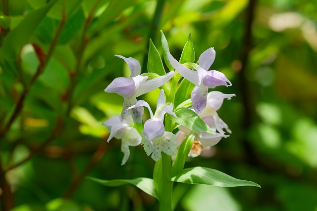 白花のハクサンチドリ