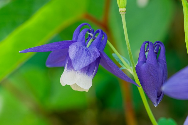 白花のハクサンチドリ
