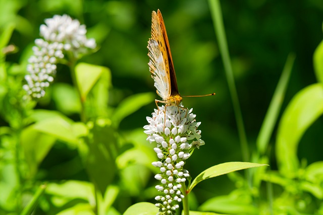 オカトラノオに留まるヒョウモンチョウ