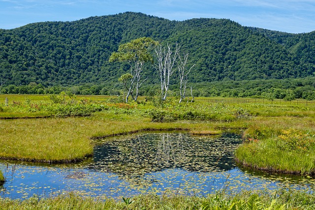 ヒツジグサの池塘と白樺