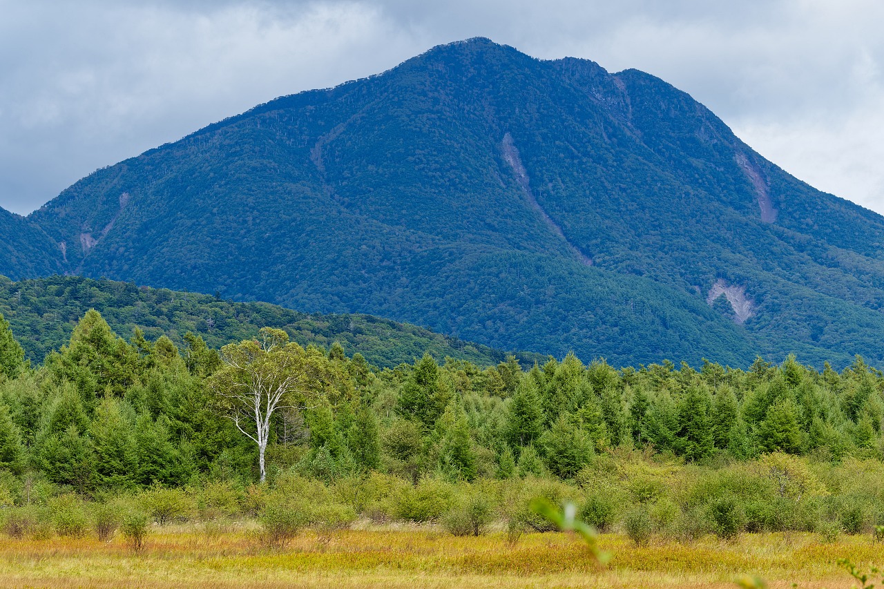 日本画「小田代ヶ原」 奥日光小田代ケ原に幻の湖、小田代湖出現！』日光(栃木県)の旅行記