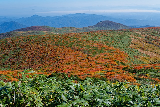 直下で振り返る紅葉の絨毯