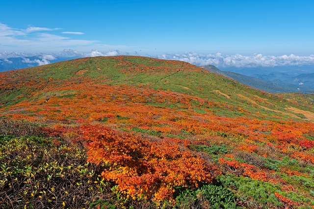 天狗平の紅葉