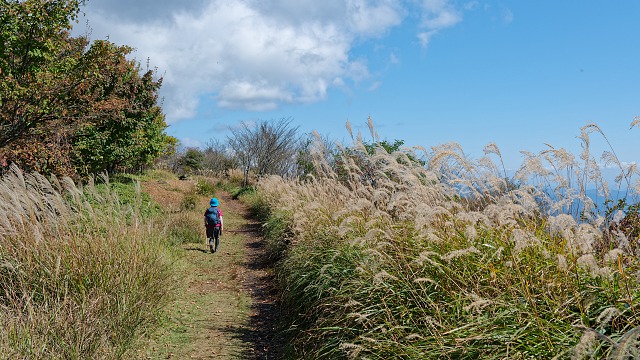 ササ茂る登山道を歩む