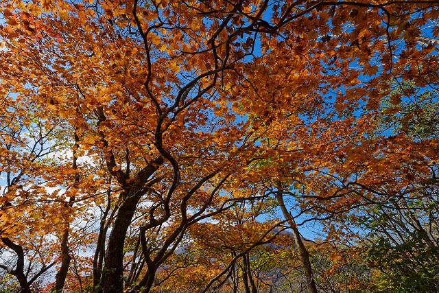 カエデの紅葉を見上げる