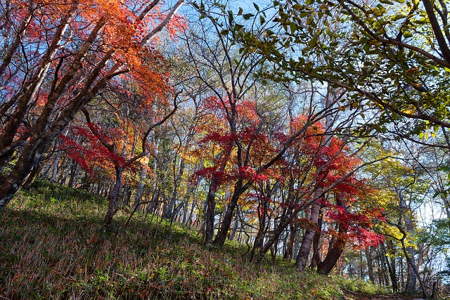 百曲りの紅葉