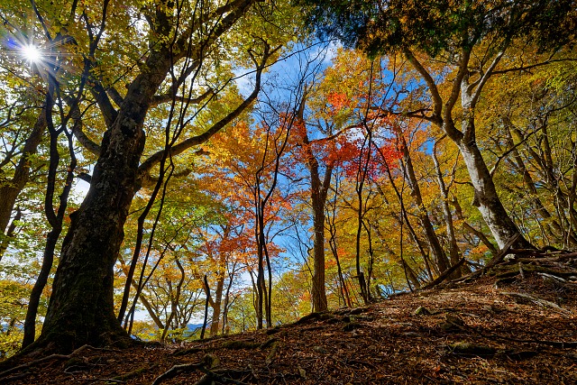 大持山の肩への稜線