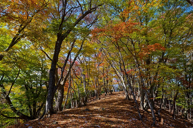大持山の肩から一段下った稜線の紅葉