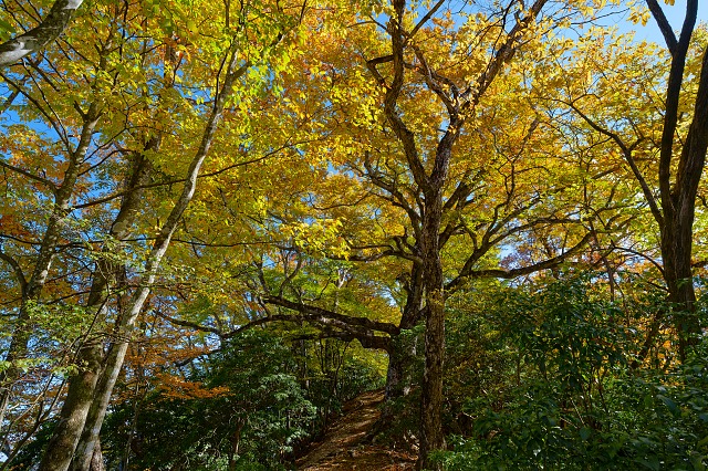天神山手前の大ブナ
