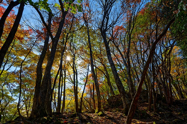 妻坂峠へ下る稜線の紅葉