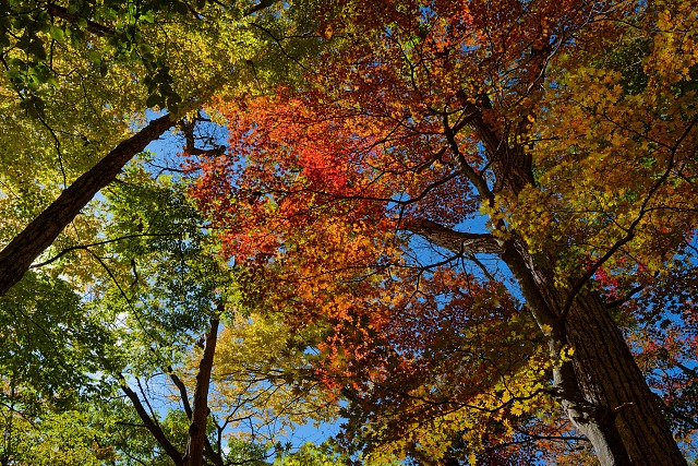 ウノタワ付近のカエデ