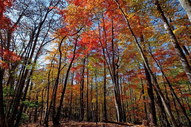 日向みちの紅葉