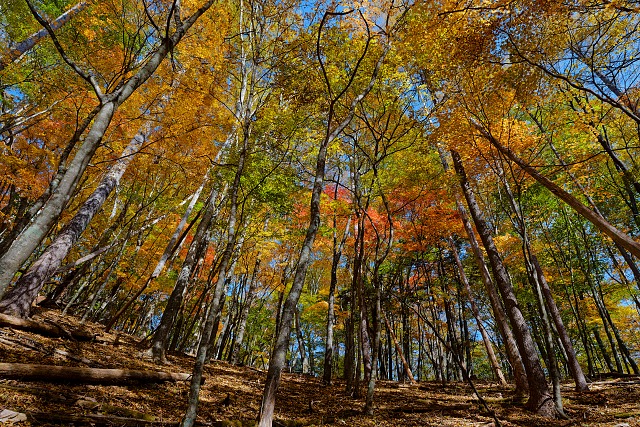 大マテイ山直下の紅葉