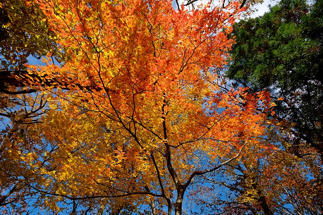 武川岳へ登る途中に見上げる紅葉