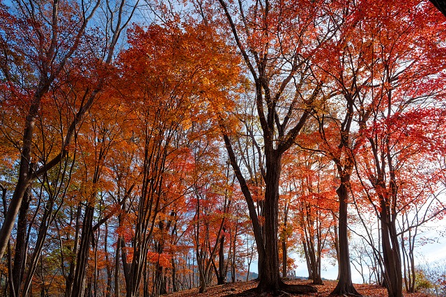 日向山の紅葉