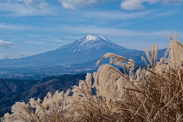 ススキ越しに仰ぐ富士山