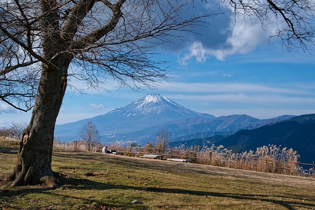 桜の木と富士山