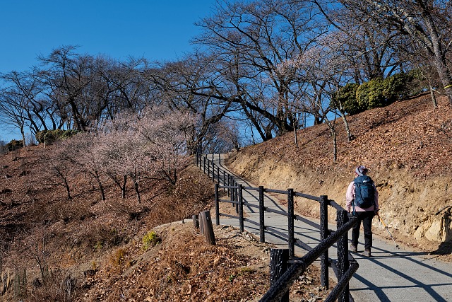 日本庭園付近の冬桜