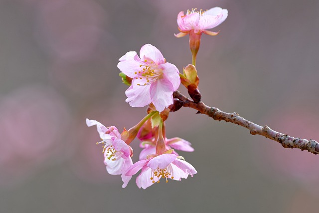 河津桜・・咲き始め＠永山公園