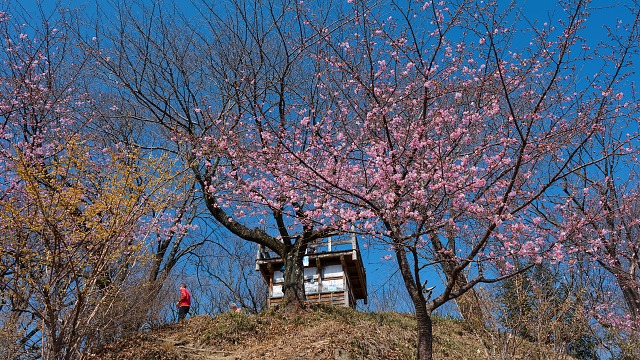 見頃を迎えた河津桜＠鐘撞堂山