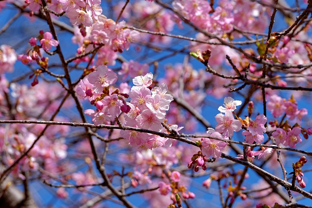 河津桜＠鐘撞堂山