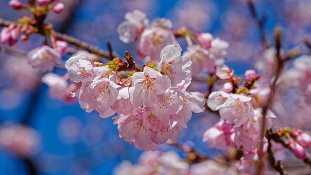 みかも万葉庭園に咲くのは寒桜かな？