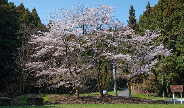 釜伏山へ向かう途中の桜・・満開