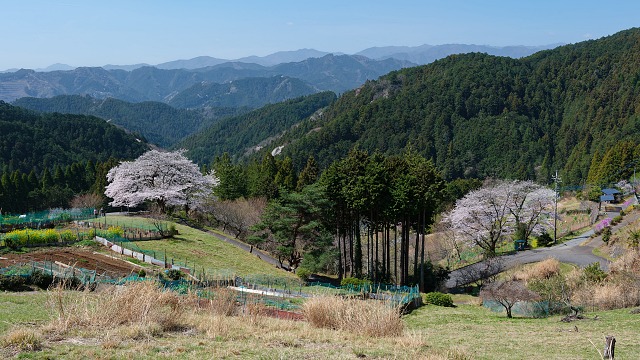 釜伏山へ向かう途中の桜・・満開