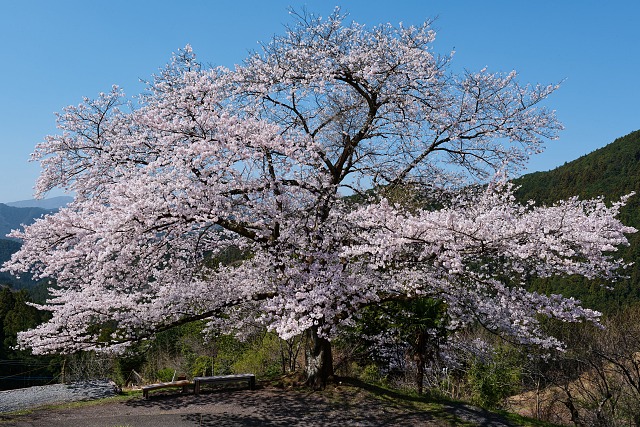 八徳の一本桜・・満開