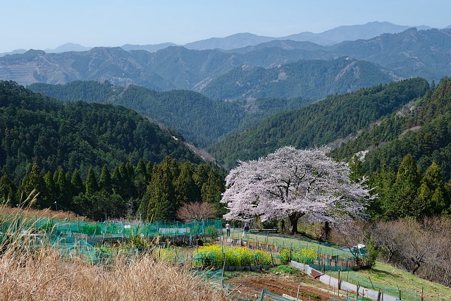 奥武蔵の山々と八徳の一本桜