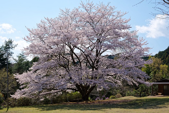 武蔵横手駅に下る林道に咲く桜