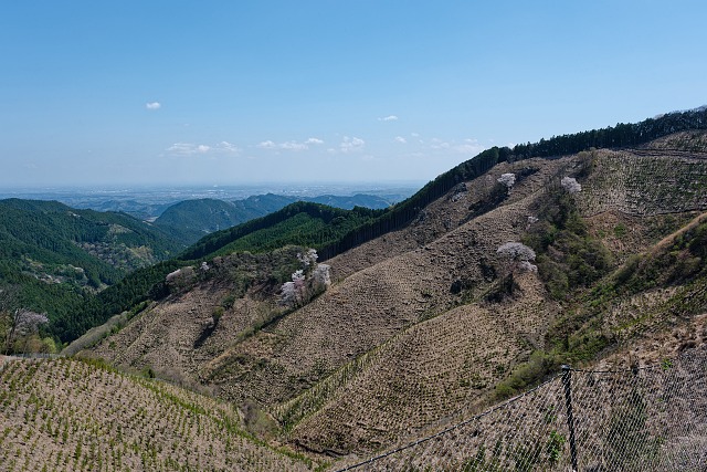 惣岳山手前の伐採帯
