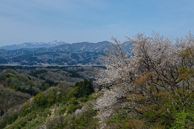 ヤマザクラと八石山・米山