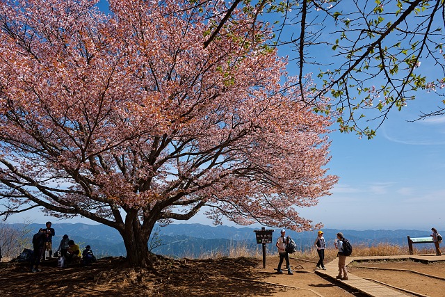 ヤマザクラと八石山・米山