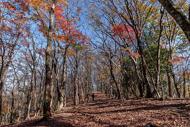 妻坂峠へ下る尾根の紅葉