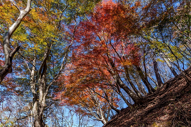 伊豆ヶ岳直下のカエデの紅葉