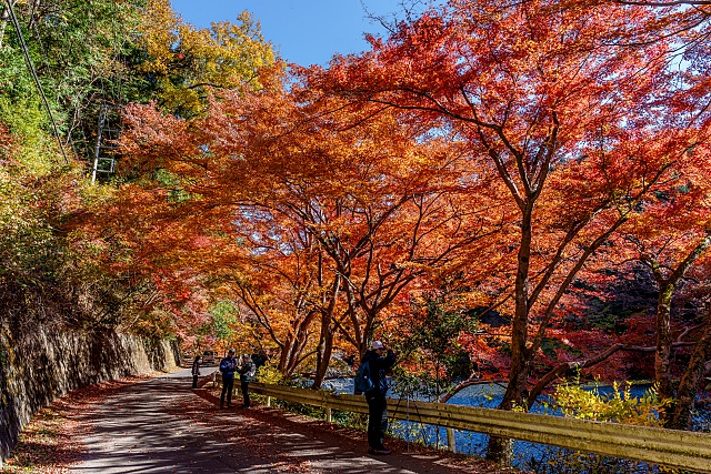 鎌北湖畔のカエデ紅葉