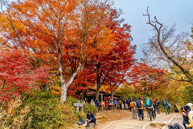 もみじ台の紅葉